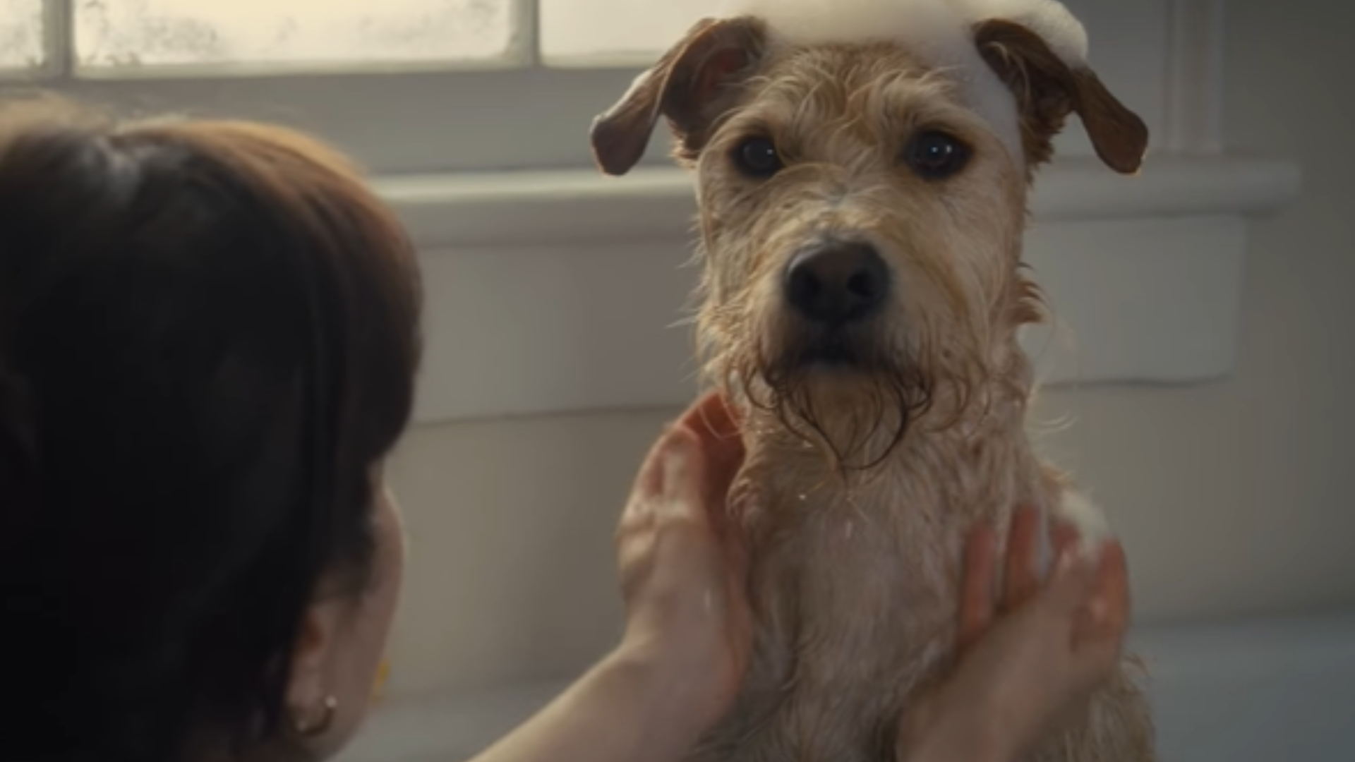 MERV | Doguinho enfrenta separação dos tutores em Trailer do novo filme da Prime Video