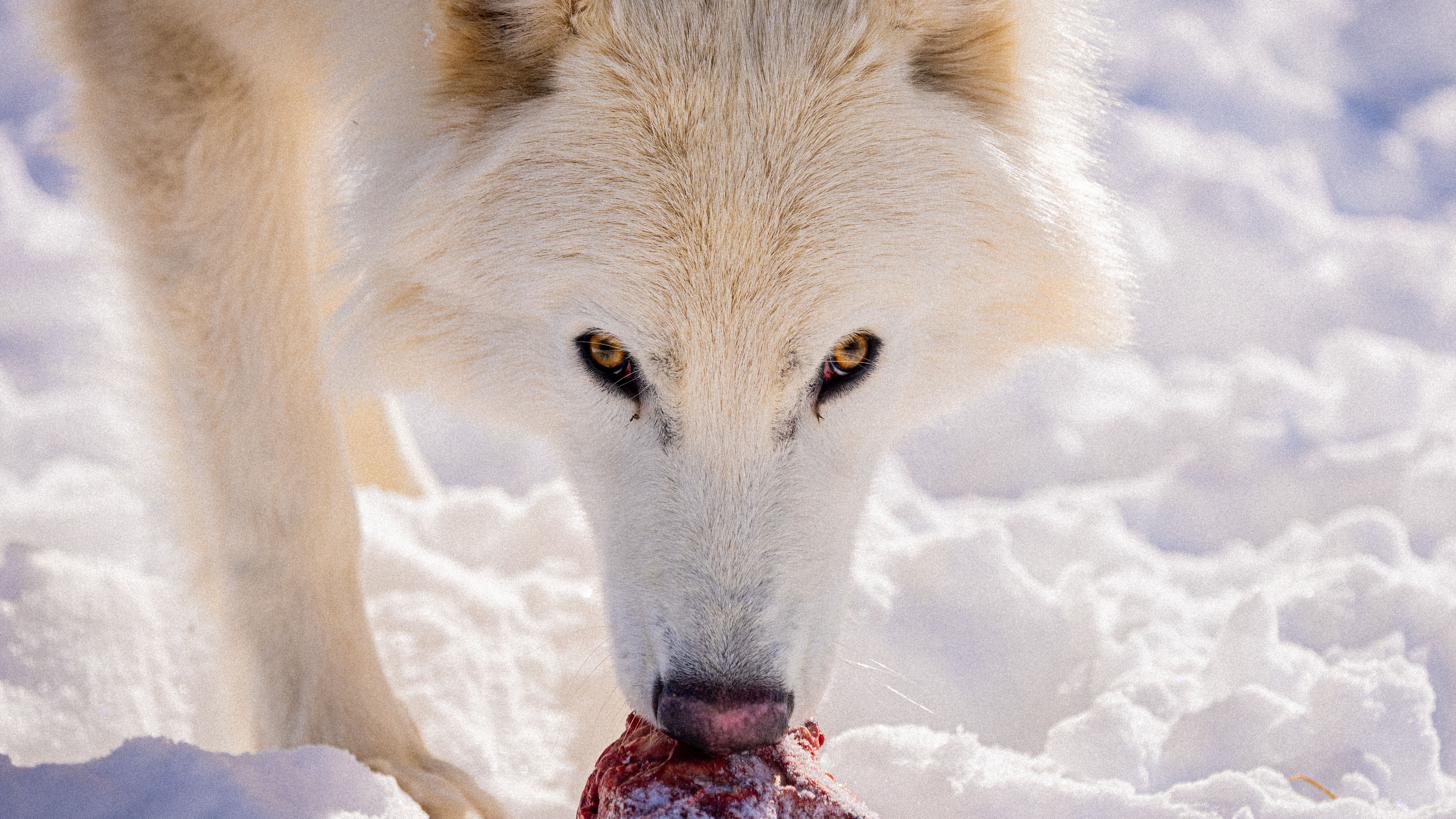 Atualização da Colossal Biosciences: Dire Wolf adulto caçando e expandindo - Featured Image